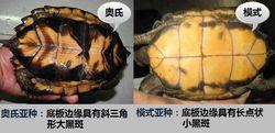 鋸緣閉殼龜