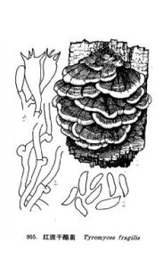 紅斑乾酪菌 紅斑乾酪菌