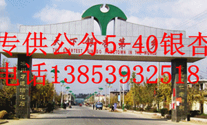 山東綠宇銀杏樹 山東綠宇銀杏樹