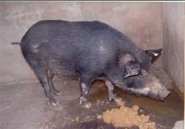 豬應激綜合症 豬應激綜合症