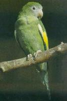 金絲翅鸚哥