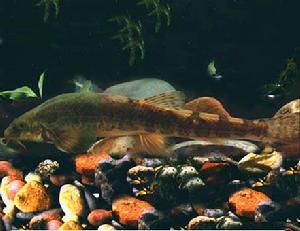 斯氏高原鰍 斯氏高原鰍