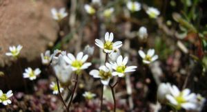 多倍體複合體 多倍體複合體