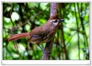 白眉噪鶥 白眉噪鶥