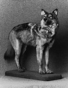 紐芬蘭狼 紐芬蘭狼