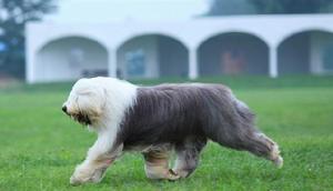 截尾犬的標準步態