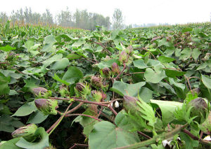 創雜棉二零號 創雜棉二零號
