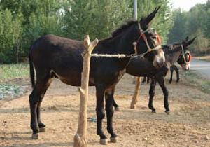 金廠溝梁鎮肉驢產業