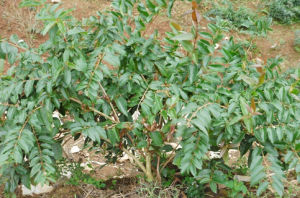 黃褐毛忍冬 黃褐毛忍冬