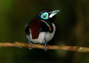 闊嘴鳥亞目 闊嘴鳥亞目