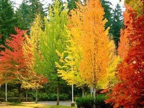 尋找水晶石 尋找水晶石