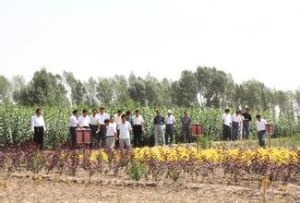 立柱大莊村 立柱大莊村