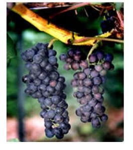 Petit Verdot Petit Verdot