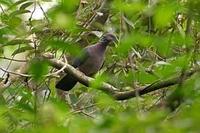 紫頭林鴿