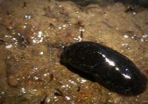 食蟲蛞蝓 食蟲蛞蝓