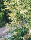 雲南方竹 雲南方竹