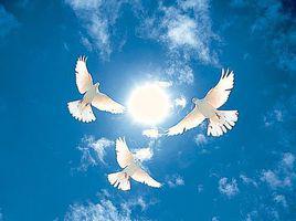 和平鴿[和平象徵]