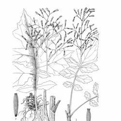 南川紫菊 南川紫菊