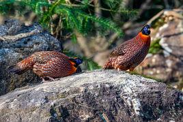 紅腹角雉 紅腹角雉