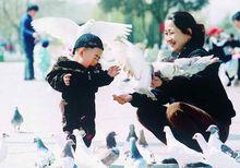 鴿子[鳩鴿科鴿屬鳥類統稱]