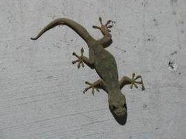 蝎虎鏈子 蝎虎鏈子