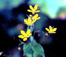 狹苞異葉虎耳草 狹苞異葉虎耳草