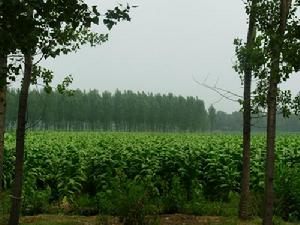 下窪鎮豐收在望