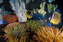 魚類和假珊瑚和諧相處