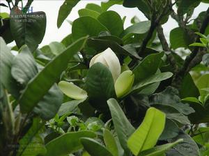 大葉木蓮 大葉木蓮