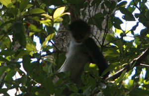 褐頭蛛猴 褐頭蛛猴