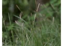 青陽薹草 青陽薹草