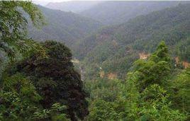江西岩泉國家森林公園 江西岩泉國家森林公園