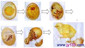 小雞出殼過程