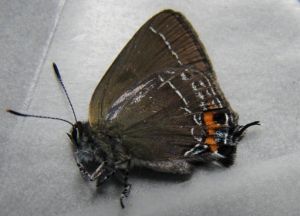 優秀灑灰蝶 優秀灑灰蝶