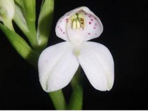 波密杓蘭 波密杓蘭