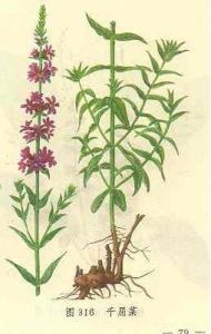 千屈菜科 千屈菜科