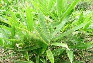 黃條金剛竹 黃條金剛竹