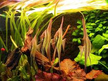 神仙魚[慈鯛科神仙魚屬的種（俗名埃及神仙魚）]