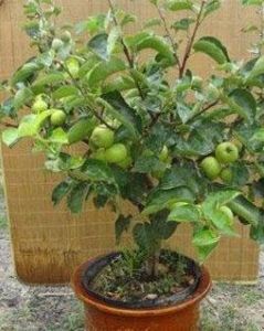 盆栽果樹 盆栽果樹