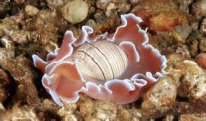 後鰓亞綱 後鰓亞綱