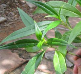 一柱香[中藥材]