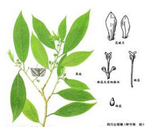 四川山胡椒 四川山胡椒