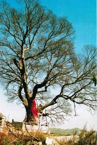 磁縣大果櫸 磁縣大果櫸