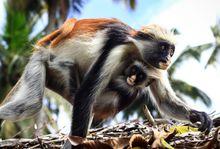 桑給巴爾紅疣猴