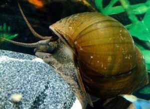 河圓田螺 河圓田螺