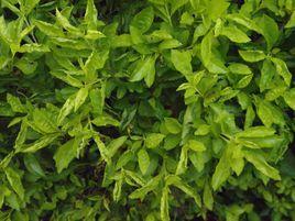 黃葉假連翹 黃葉假連翹