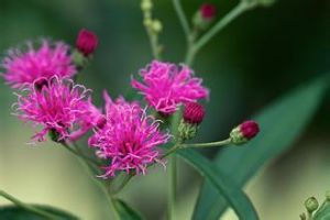 黃花斑鳩菊 黃花斑鳩菊