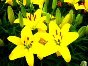 石象湖百合花節 石象湖百合花節