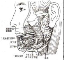 唾液腺腫瘤 唾液腺腫瘤