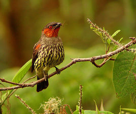 栗冠傘鳥 栗冠傘鳥